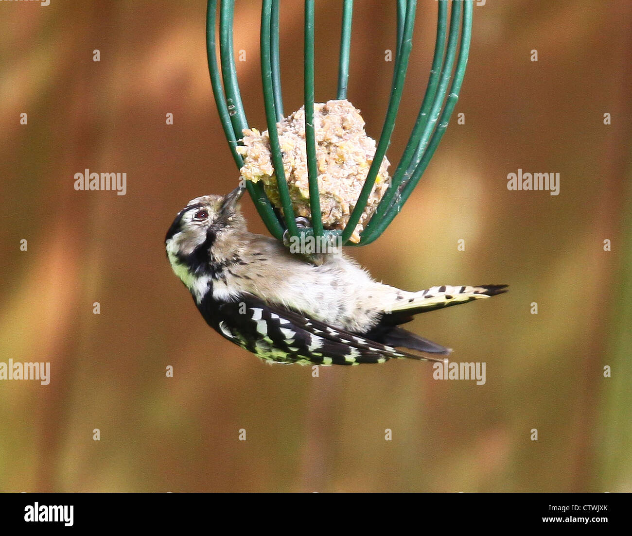 A female lesser spotted woodpecker (Dendrocopos minor) feeding on a fat