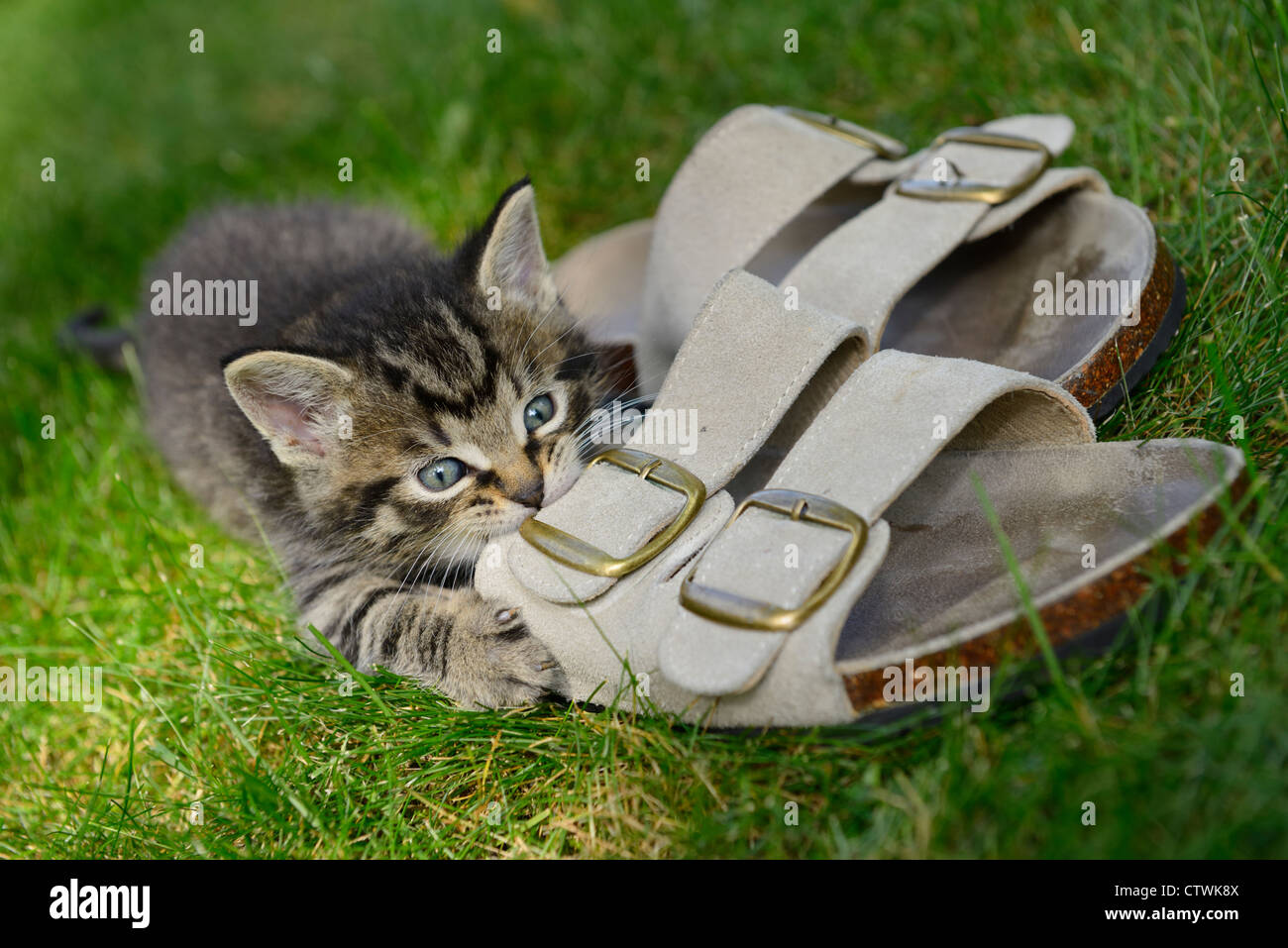 Male kitten outdoors chewing on leather sandals on grass lawn Stock