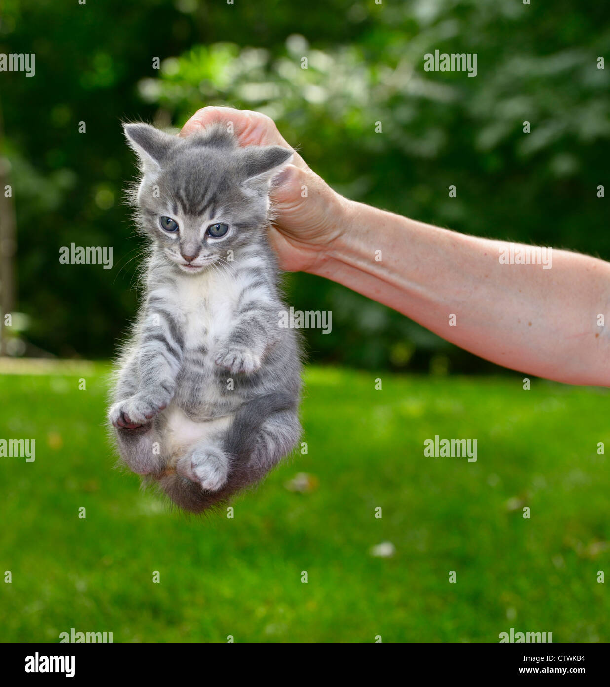 Relaxed male kitten held up by the nape of the neck outdoors Stock