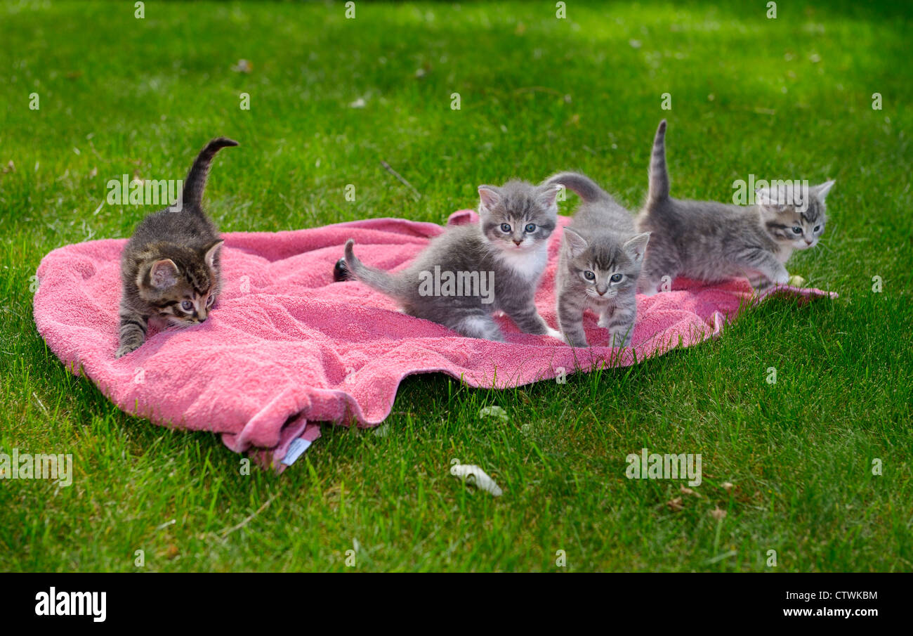 Tabby kittens hi-res stock photography and images - Alamy
