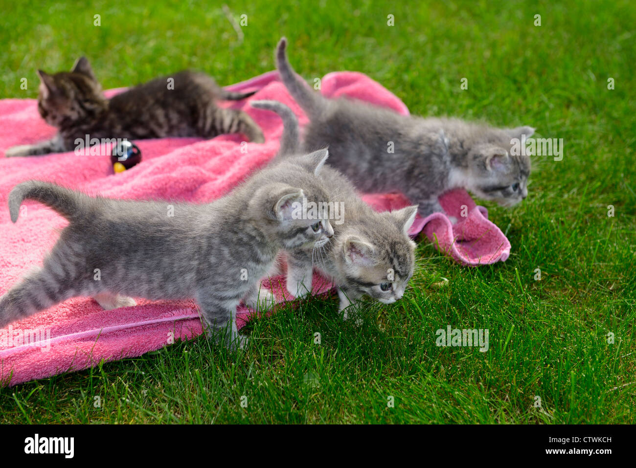 Cute gray tabby kitten littermates first venture outdoors nervous about stepping on grass lawn Stock Photo