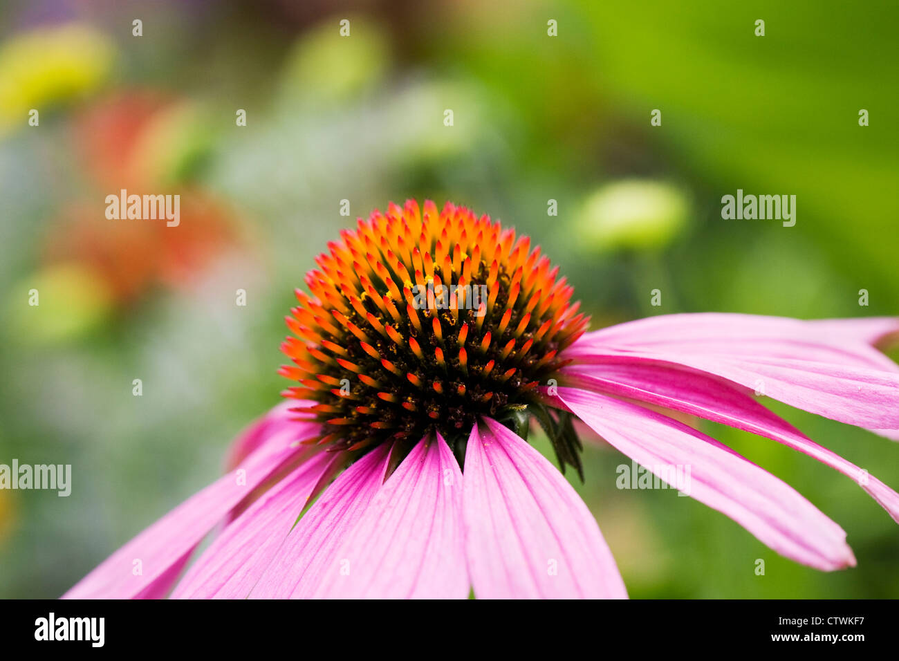 Echinacea purpurea flower head in an herbaceous border. Coneflower. Stock Photo