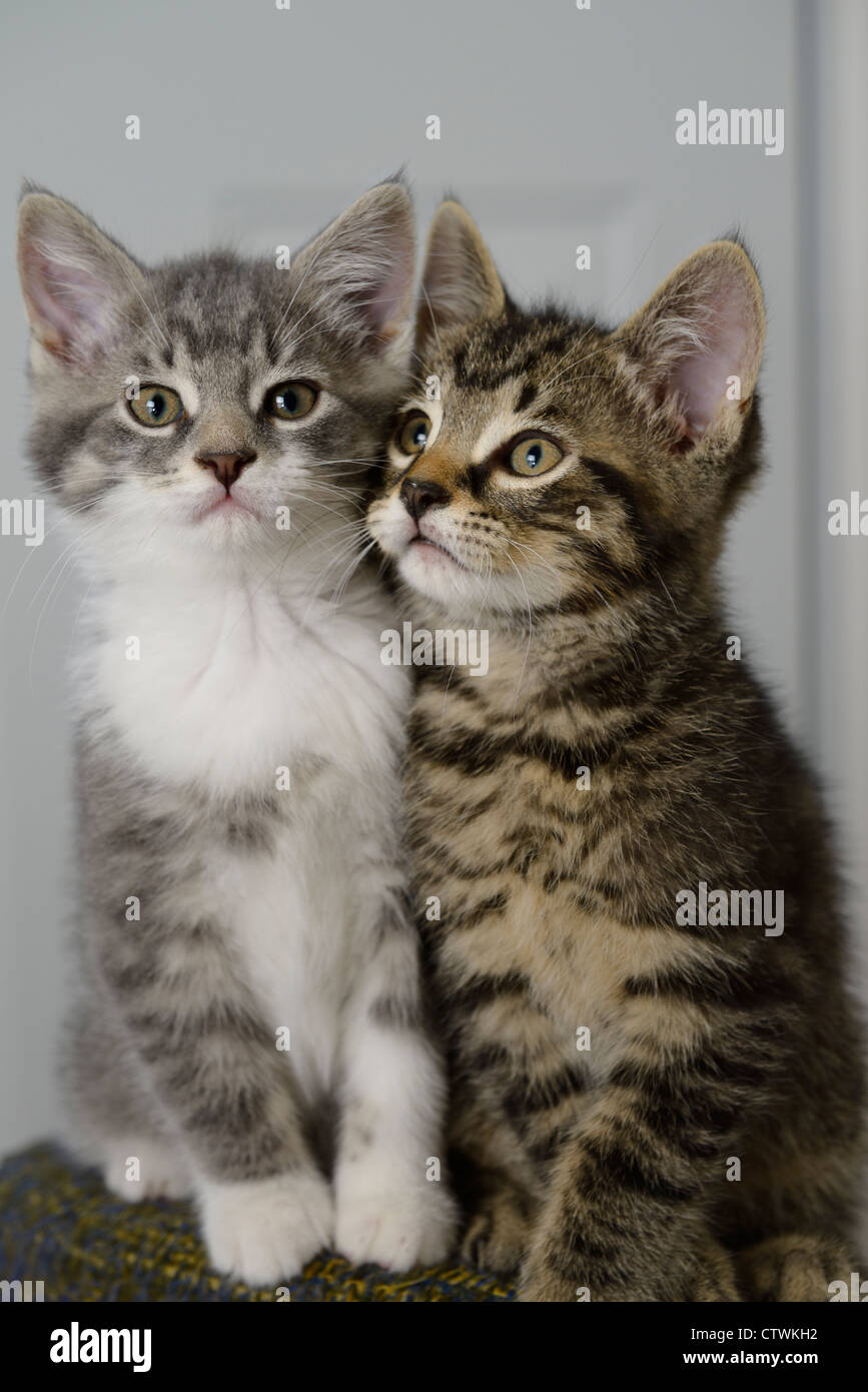 Cute bother and sister newly weaned tabby kittens littermates cheek to cheek Stock Photo