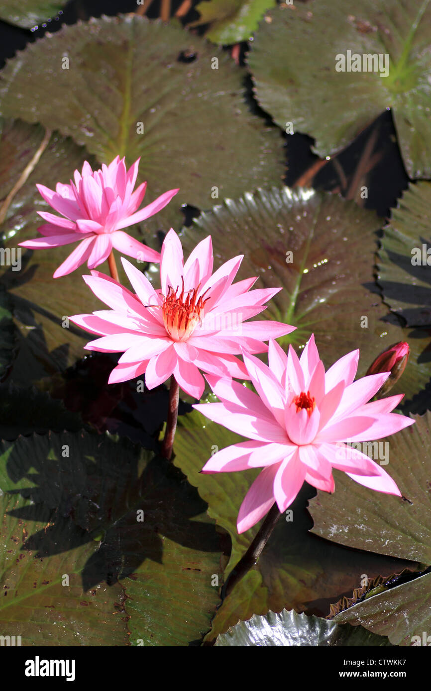 blossom lotus flowers Stock Photo - Alamy