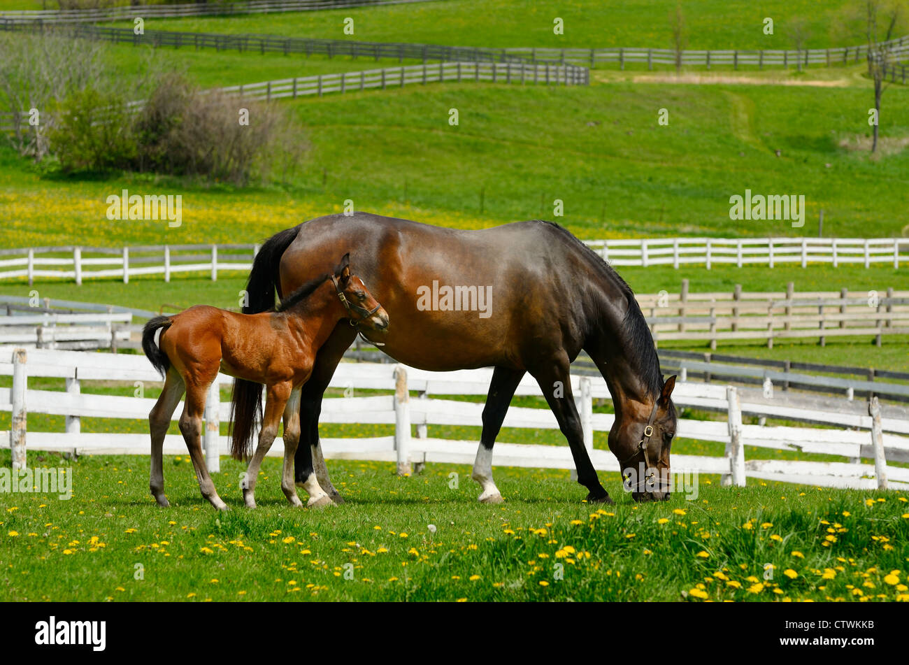 Young colt staying close to mother horse grazing fresh grass in a paddock in Spring Ontario Canada Stock Photo