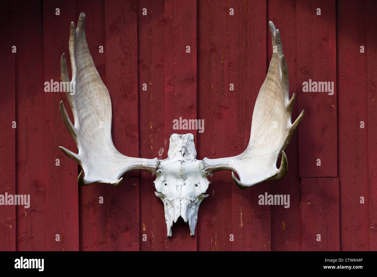 Bleached moose antlers (Alces alces) hanging from red wooden wall as hunting trophy, Jämtland, Sweden Stock Photo