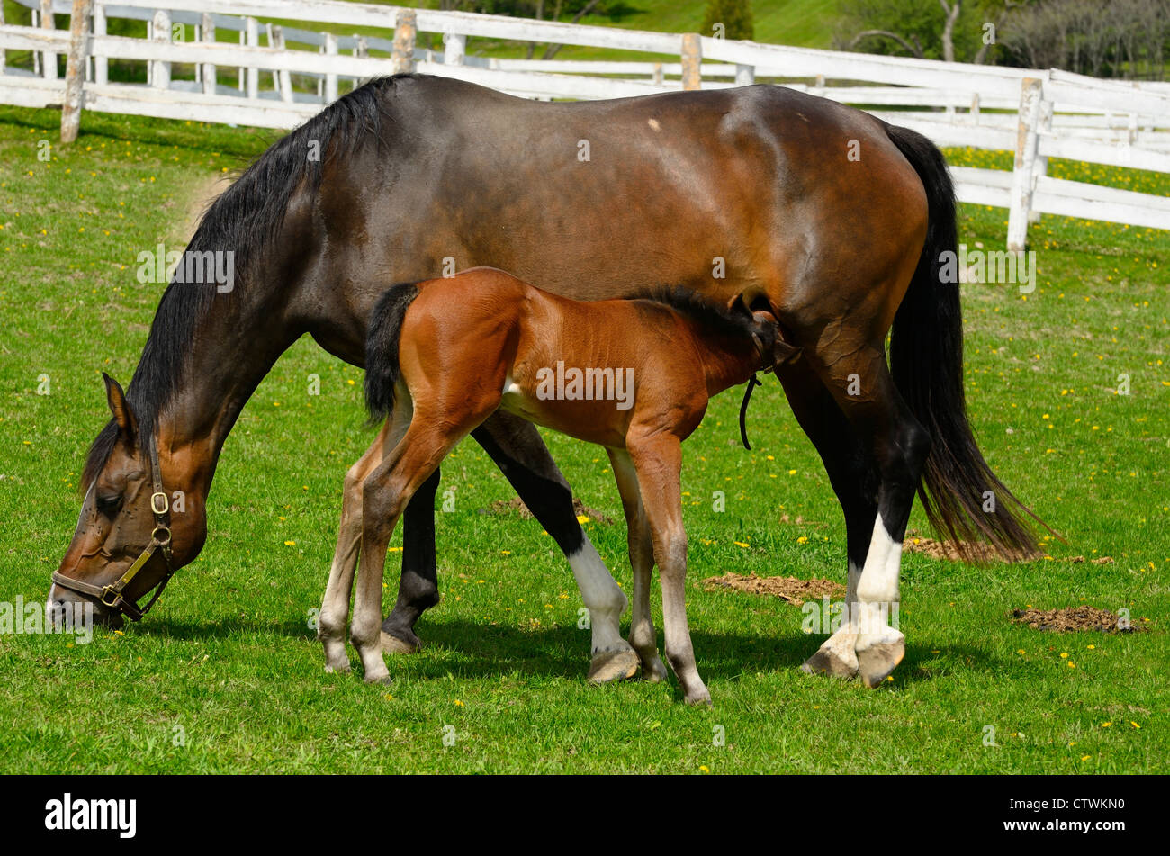 Week old male foal suckling on Dam grazing fresh grass in a paddock in Spring Schomberg Ontario Stock Photo
