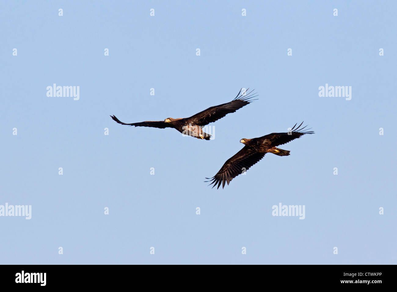 Two juvenile White-tailed eagles (Haliaeetus albicilla) in flight in winter, Germany Stock Photo