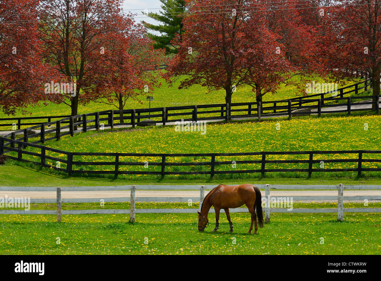 Horse grazing in paddock with grass and dandelion flowers and red maple trees in Spring Ontario Canada Stock Photo