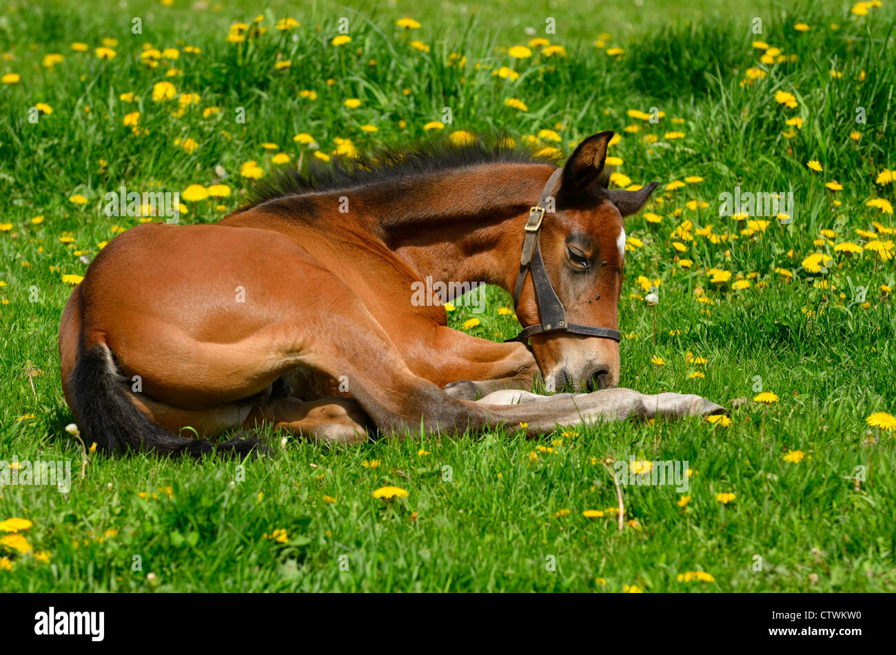 Week old male foal lying down resting in a paddock with grass and dandelions in Spring Schomberg Ontario Stock Photo