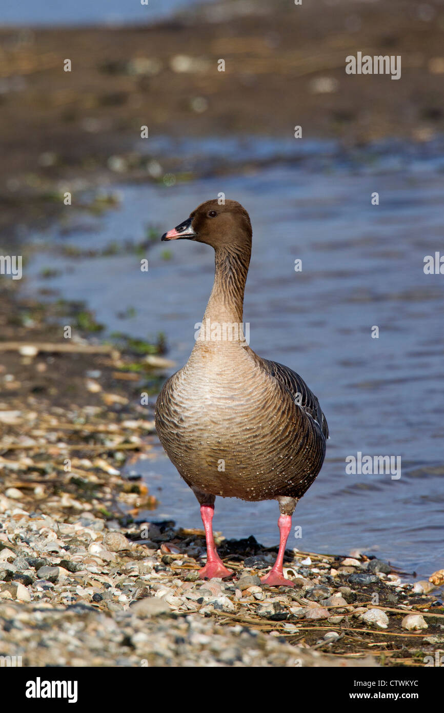 Pink-footed goose (Anser brachyrhynchus) portrait, Germany Stock Photo
