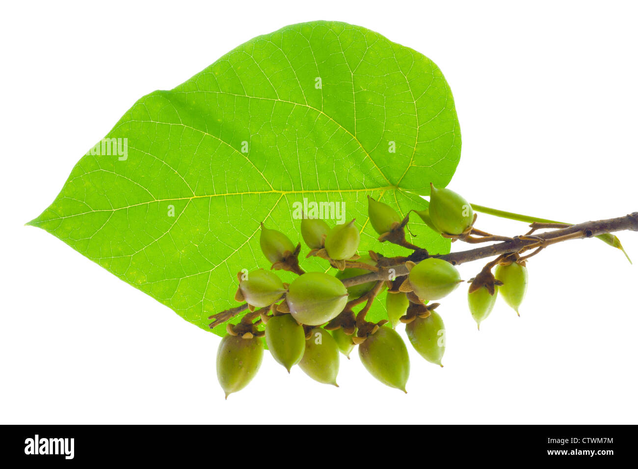 isolated leaf of chinese princess tree Stock Photo