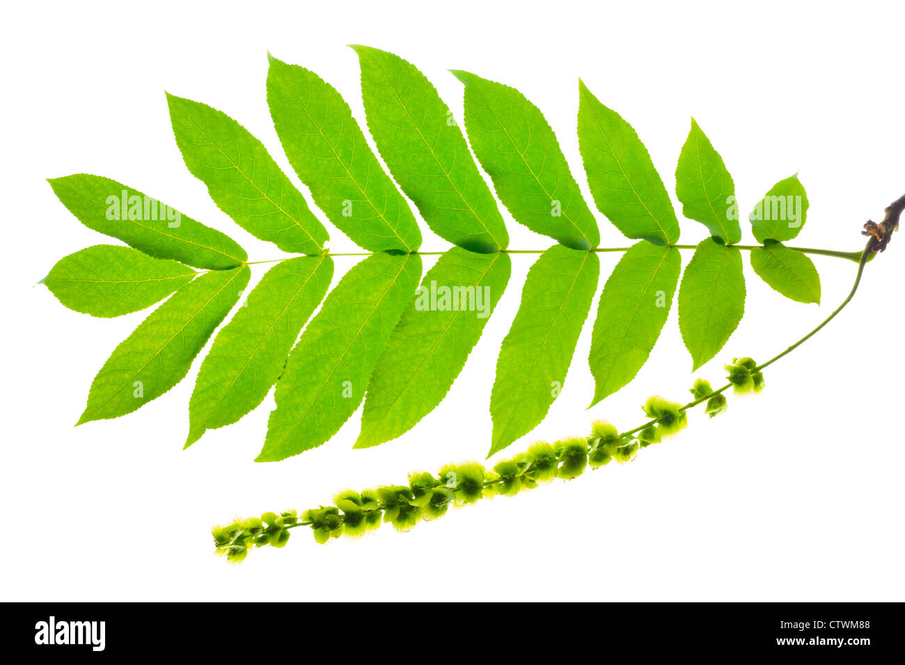 isolated leaf of Caucasian walnut tree Stock Photo