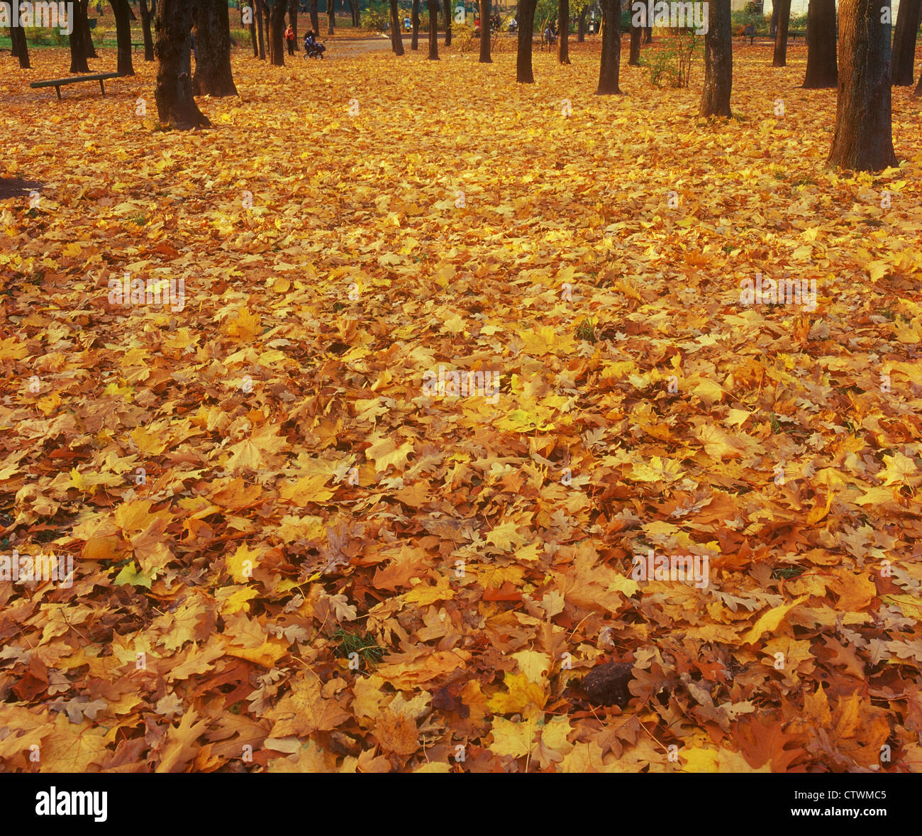 Autumn Stock Photo Alamy