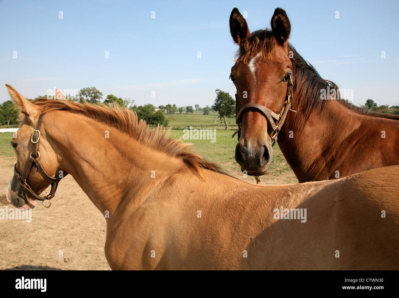 Kentucky Horse Breeders Farm near Lexington;Kentucky and the Horse Park