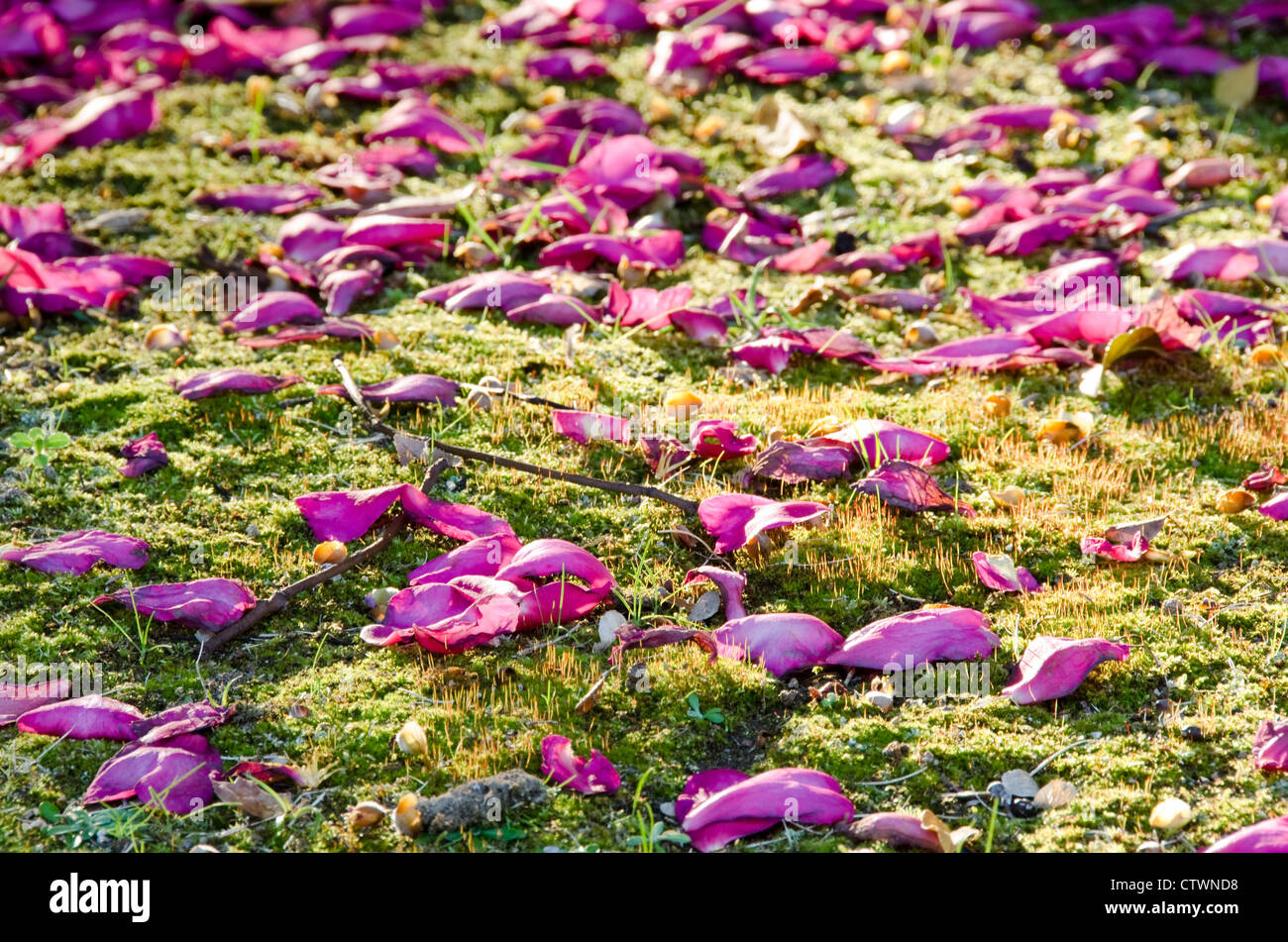 Beautiful pink rose petals on green moss background Stock Photo Alamy