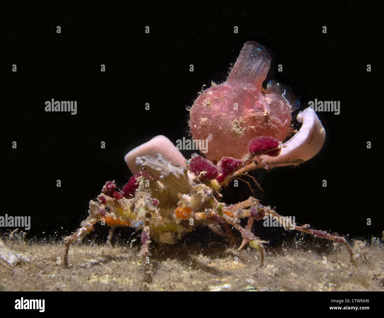 Crab underwater hi-res stock photography and images - Alamy
