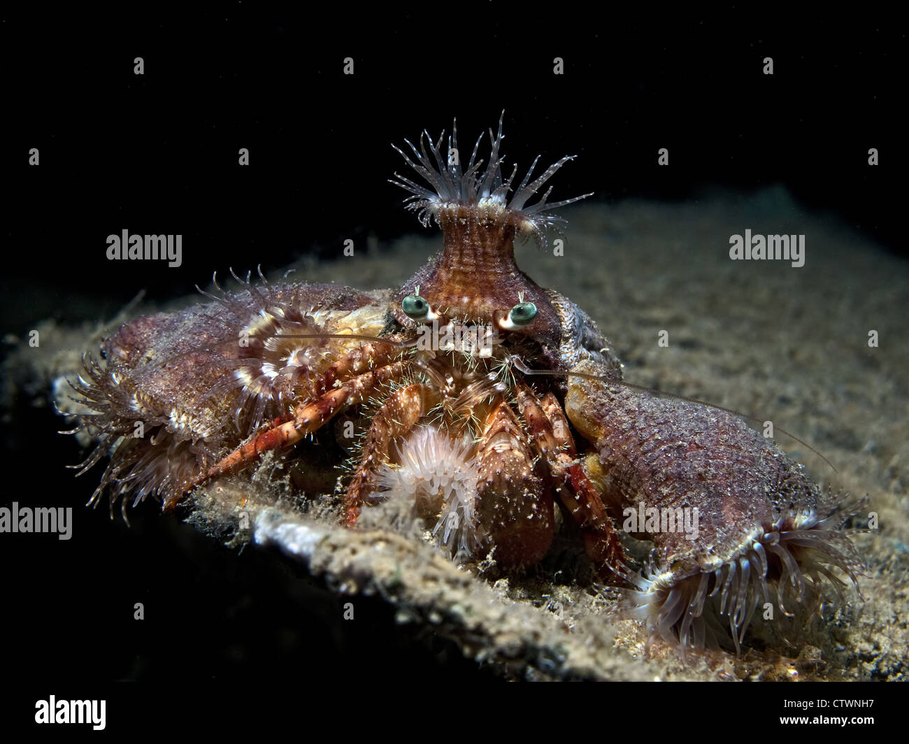 Anemone carrier hermit crab Stock Photo - Alamy