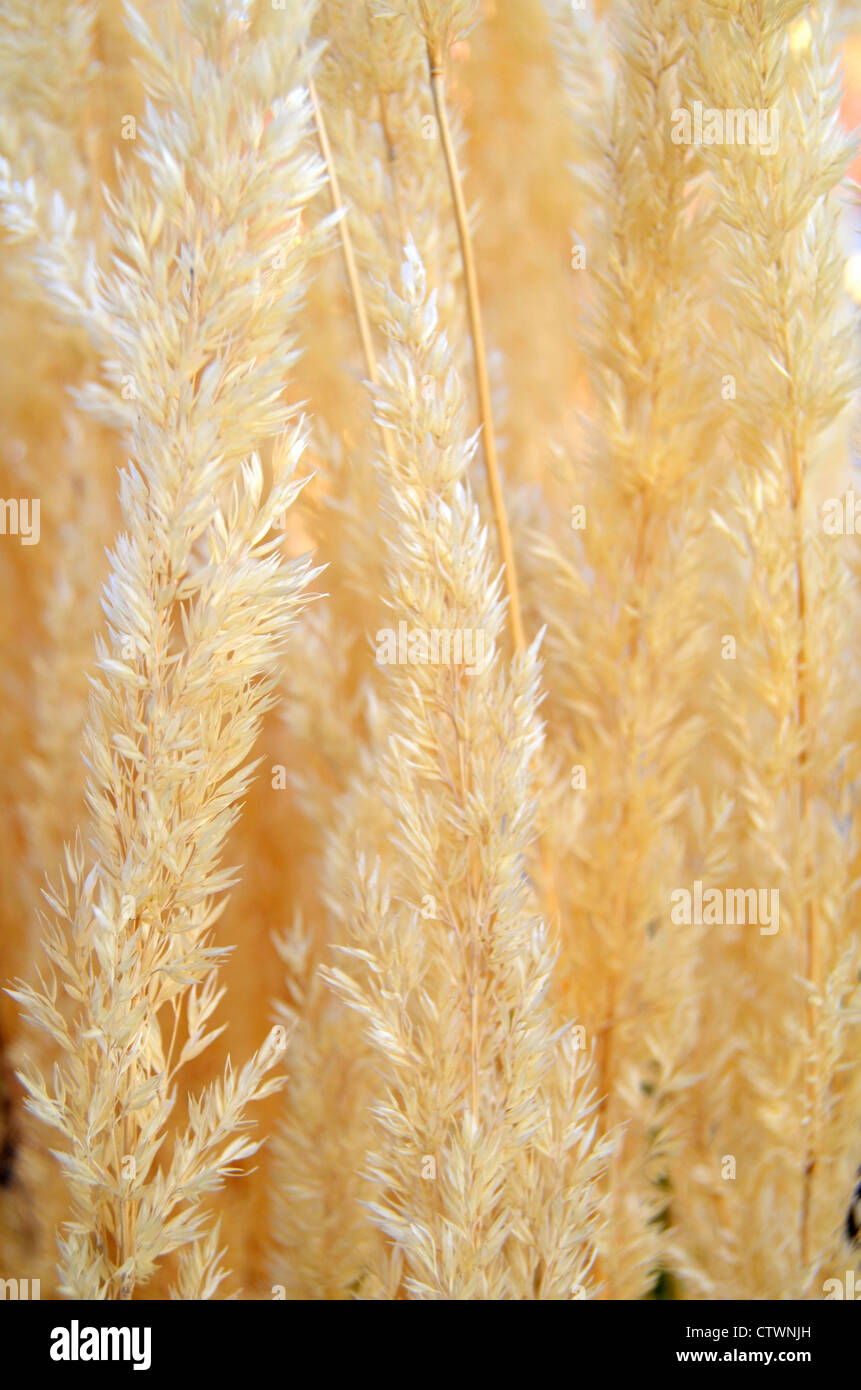 Dry Pampas Grasses Stock Photo Alamy