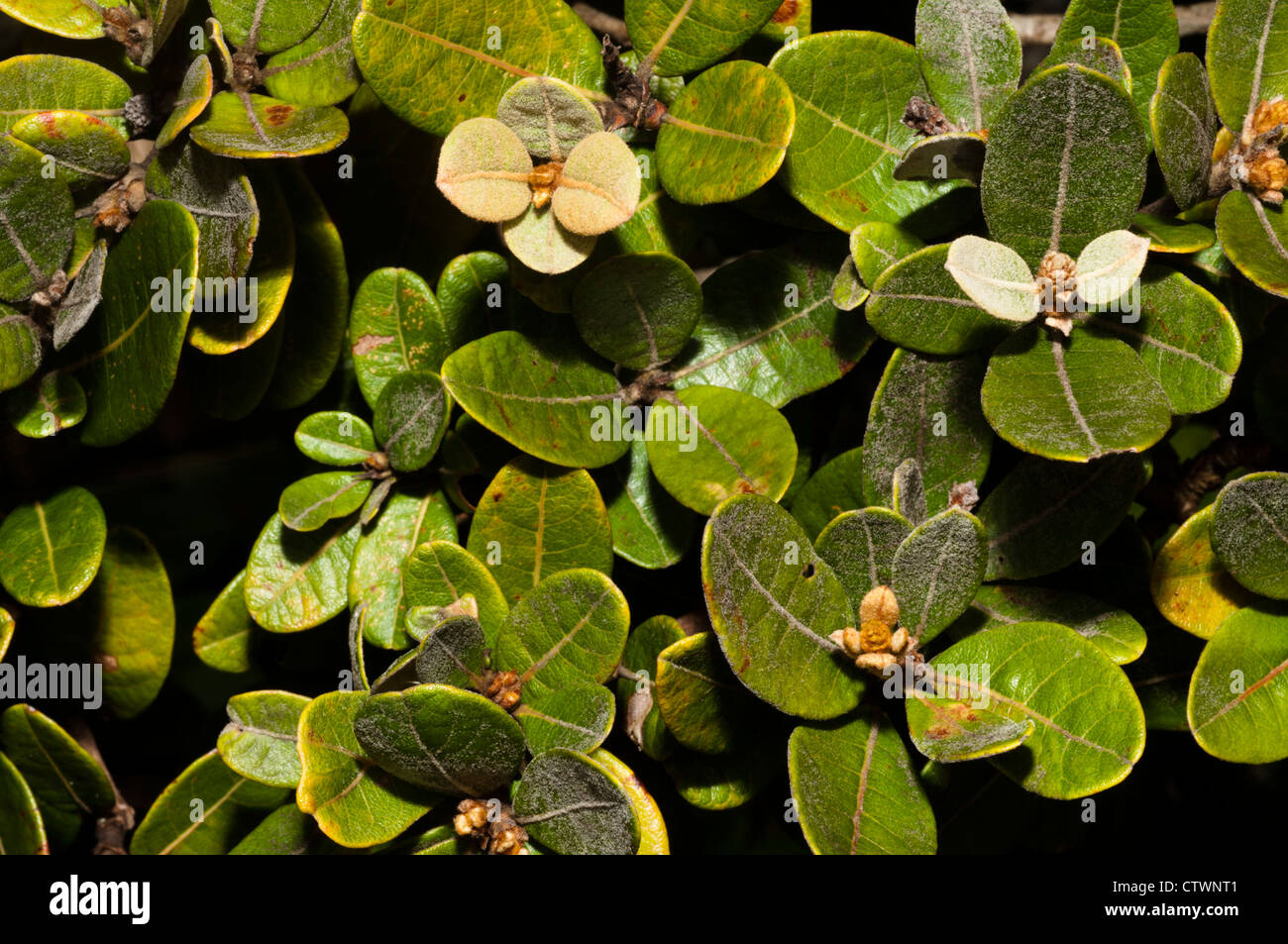 Plants details, walking in Parque Estadual do Ibitipoca (Ibitipoca state Park), Minas Gerais, Brazil Stock Photo
