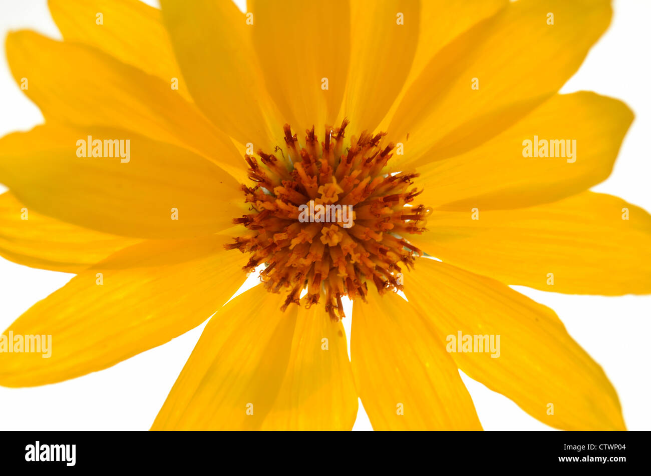 Yellow Daisy Flower Stock Photo - Alamy