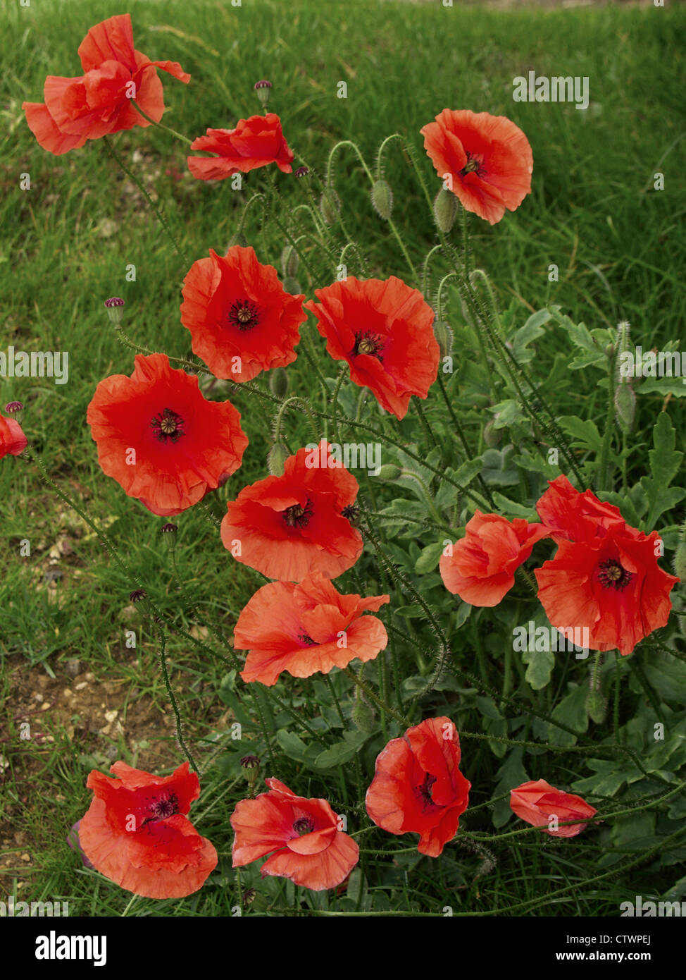 Annual flower field hi-res stock photography and images - Alamy