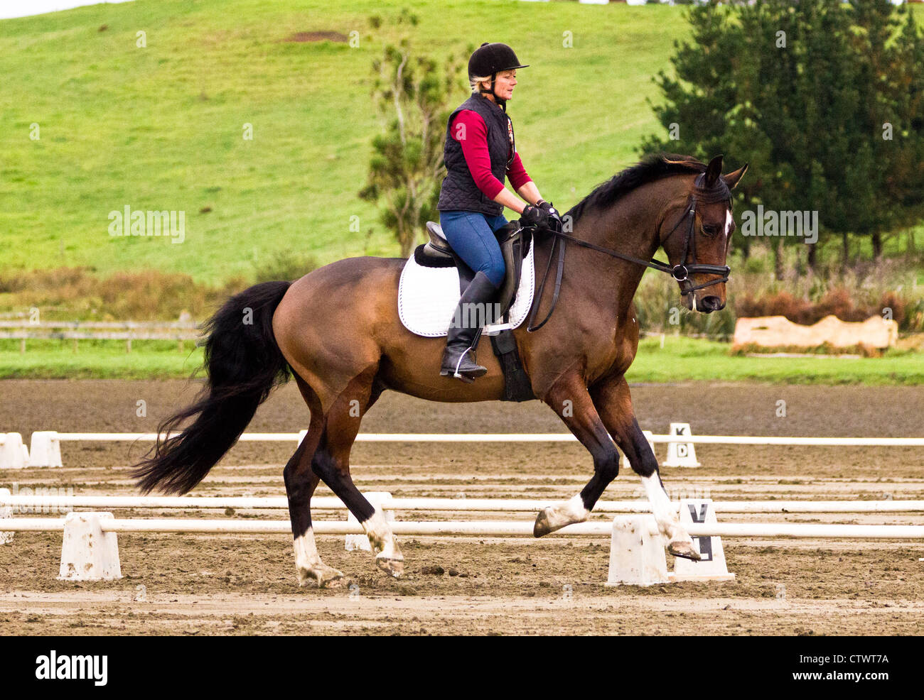Bay horse cantering Stock Photo Alamy