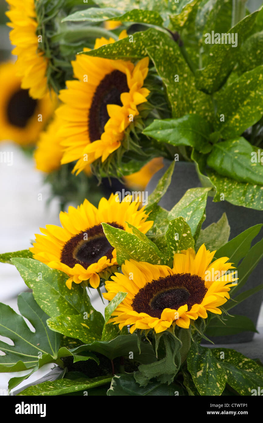 a display of sunflowers Stock Photo Alamy