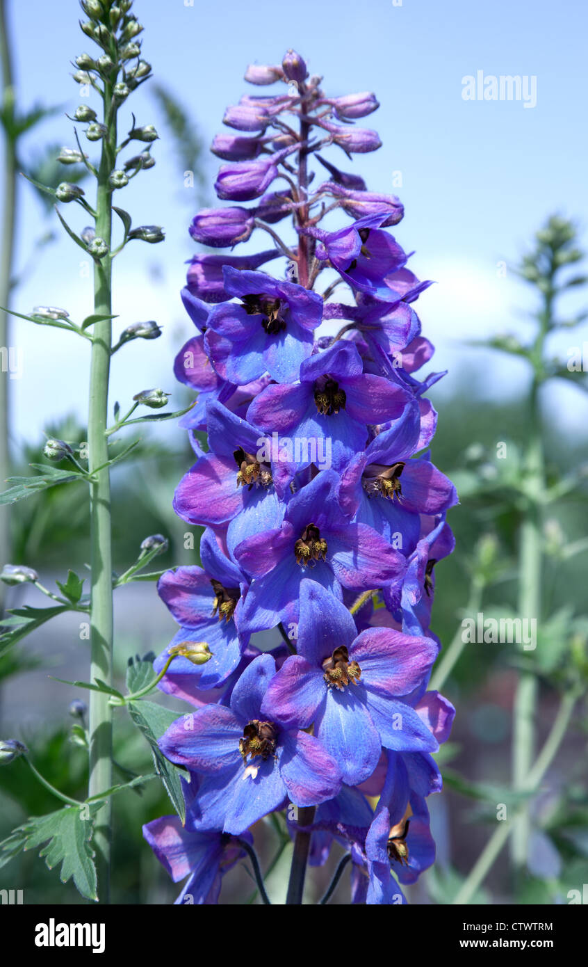Delphinium Flower High Resolution Stock Photography and Images - Alamy