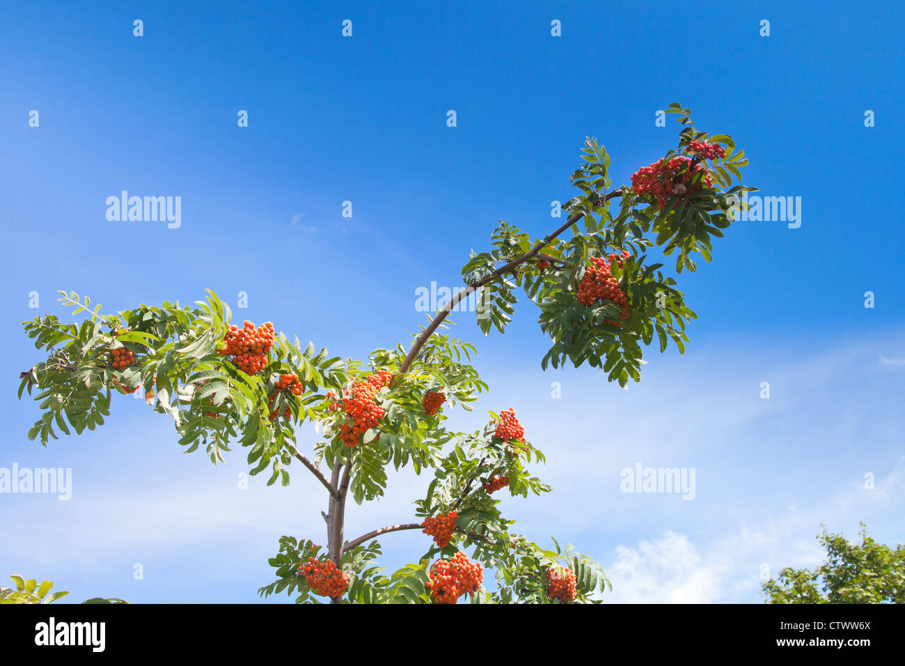 Sorbus branch with rowanberry under blue sky Stock Photo