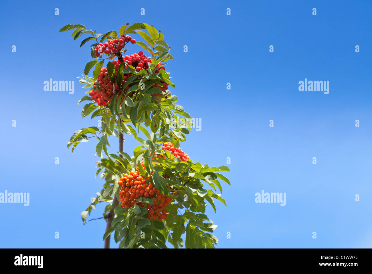 Sorbus branch with rowanberry under blue sky Stock Photo