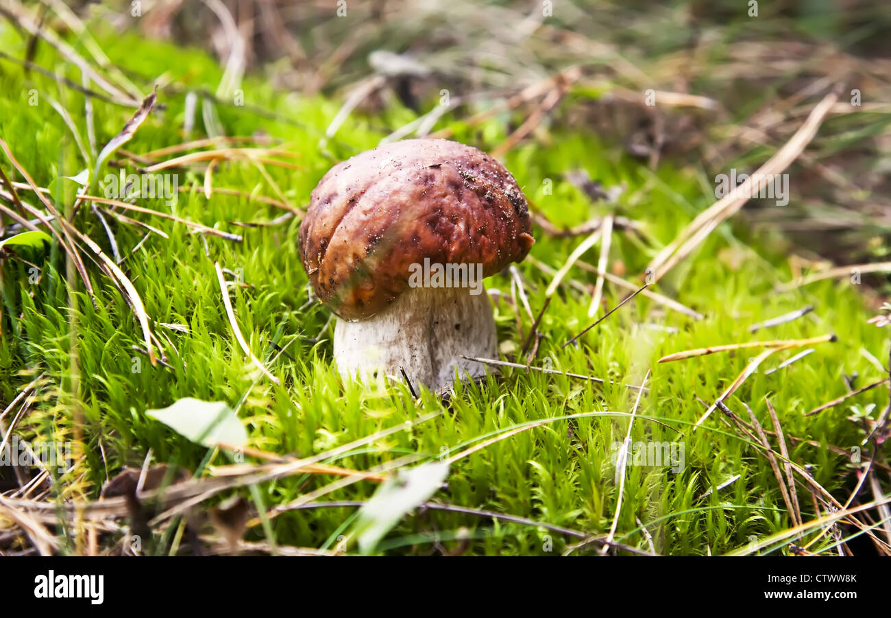 Cep mushroom in autumn forest Stock Photo