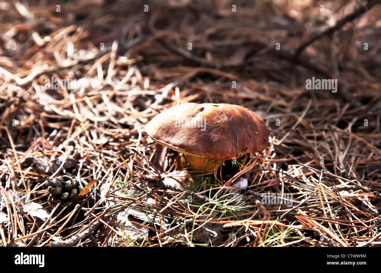 Little xerocomus mushroom in autumn forest Stock Photo