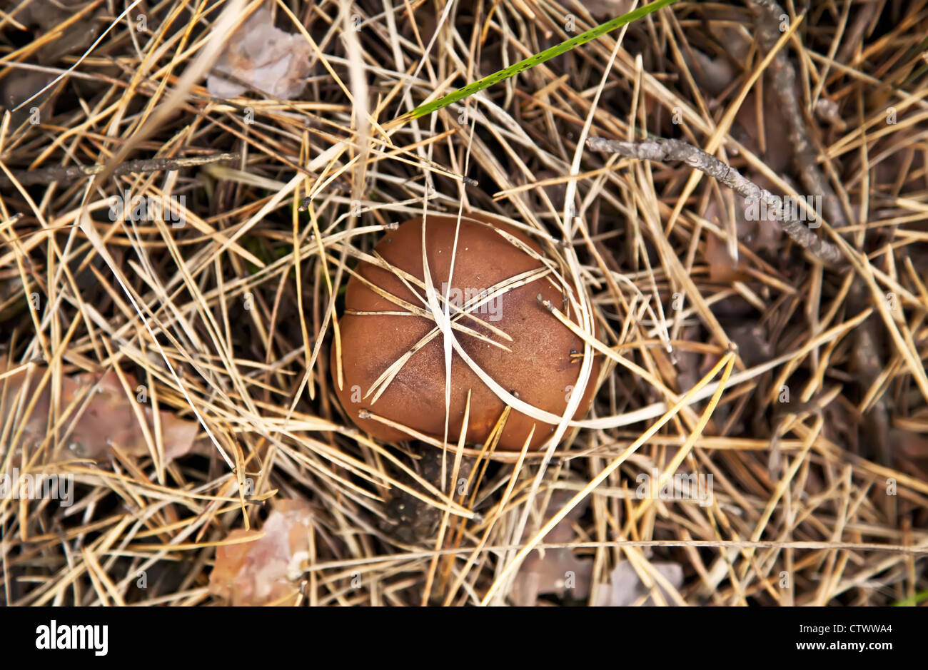 Boletus luteus mushroom in dry grass Stock Photo