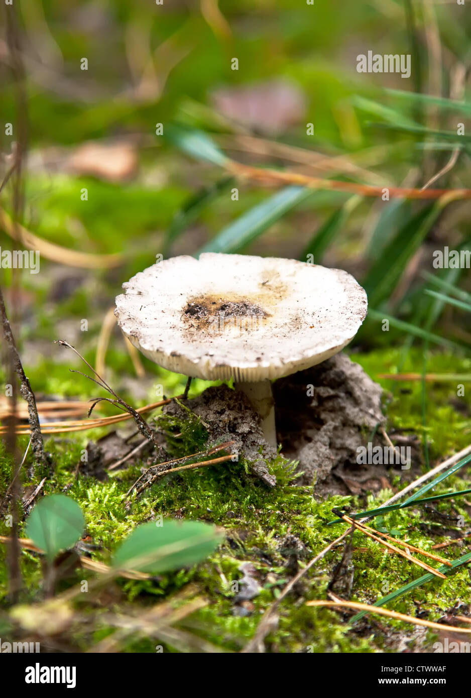 Russule mushroom hi-res stock photography and images - Alamy