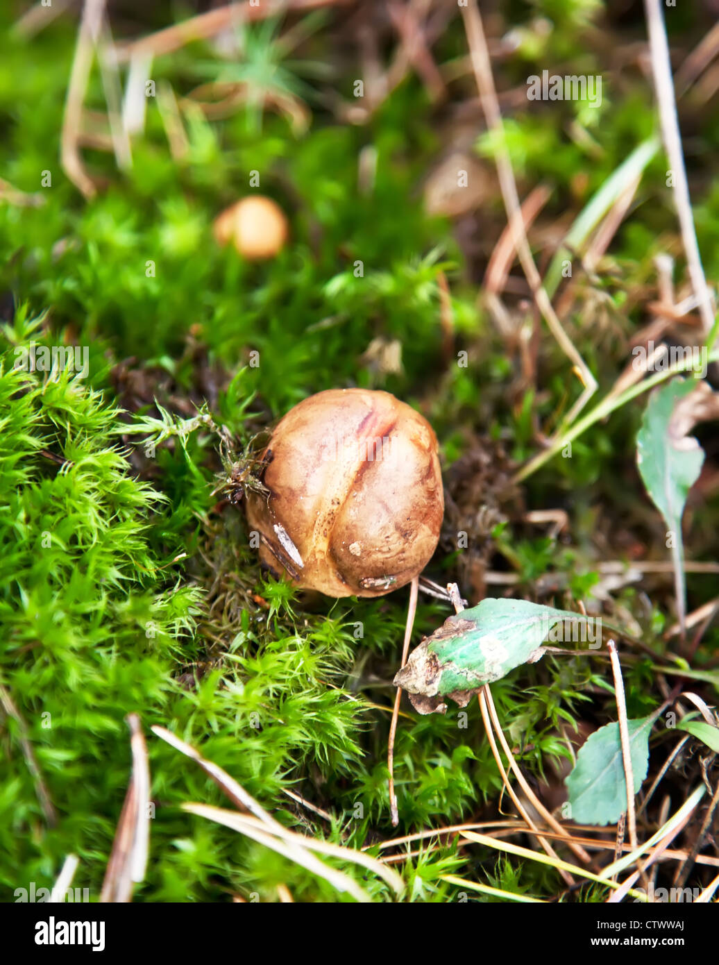 Small cep mushroom in moss Stock Photo