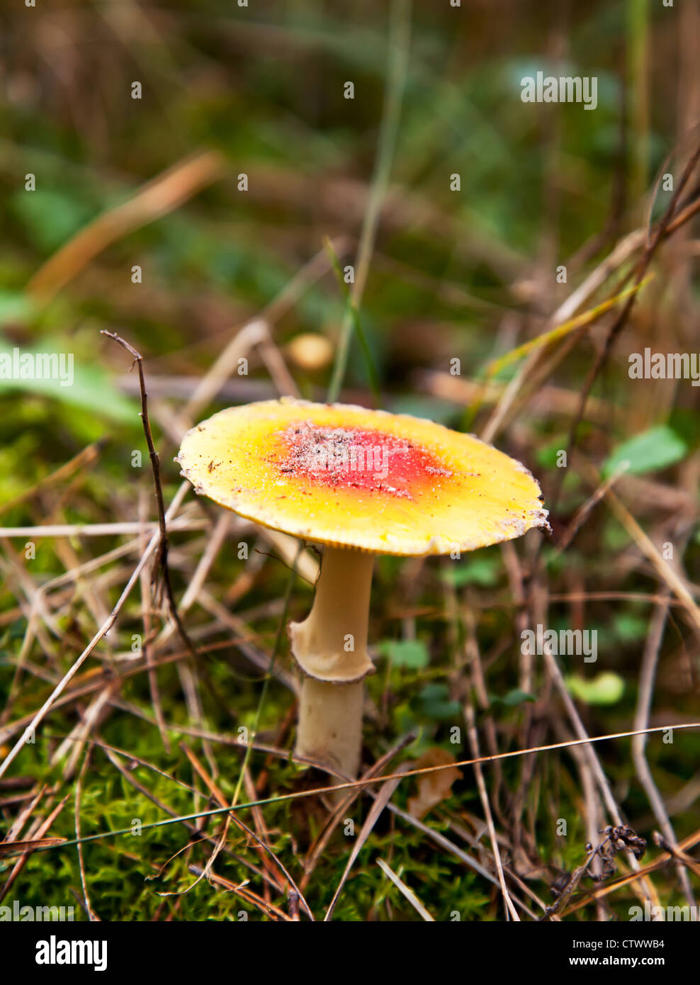 Yellow and red fly-agaric in autumn forest Stock Photo