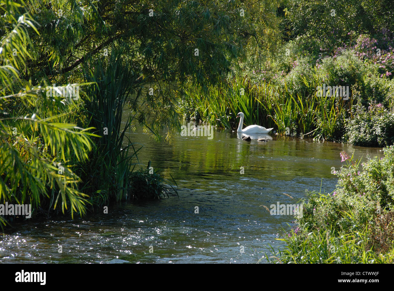 A swan on the River Frome at Bradford Peverell Dorset UK Stock Photo