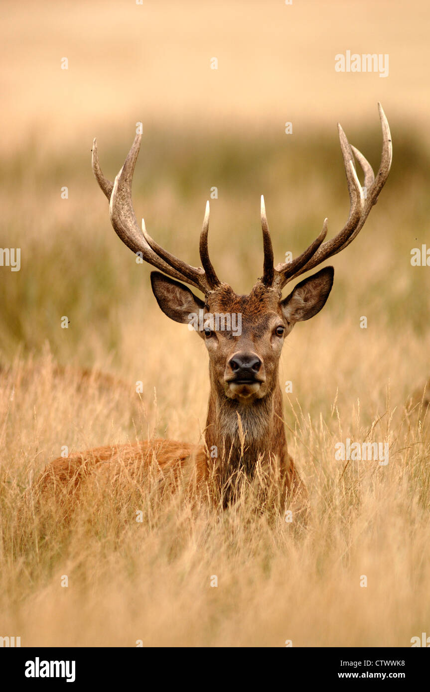 A red deer stag with a fine set of antlers UK Stock Photo
