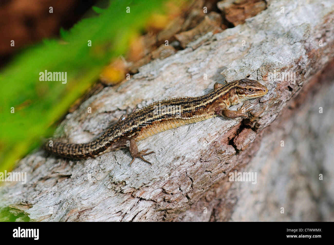 Lizard Feet High Resolution Stock Photography and Images Alamy