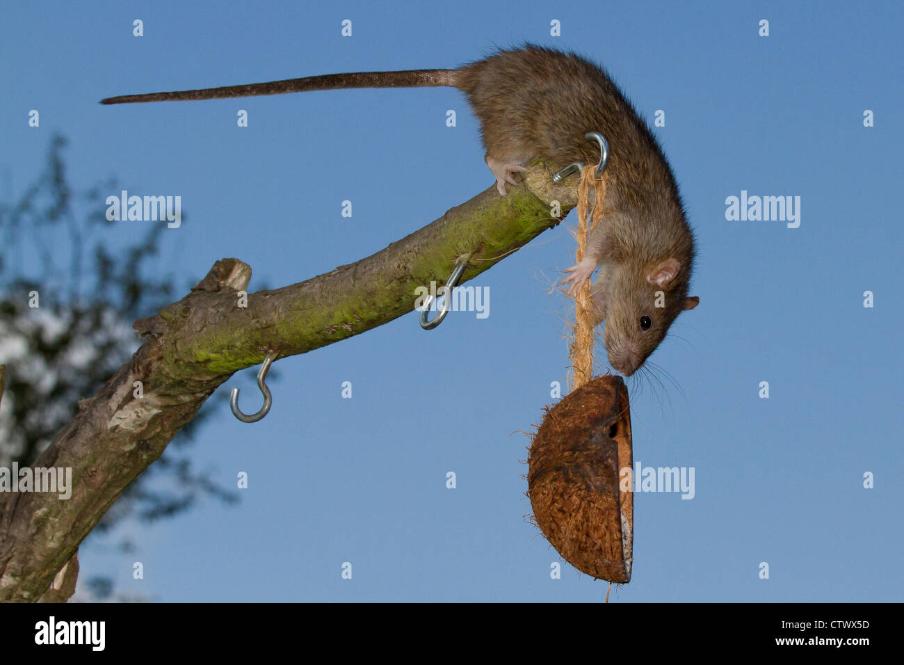 A grey rat finds a garden bird feeder. Stock Photo