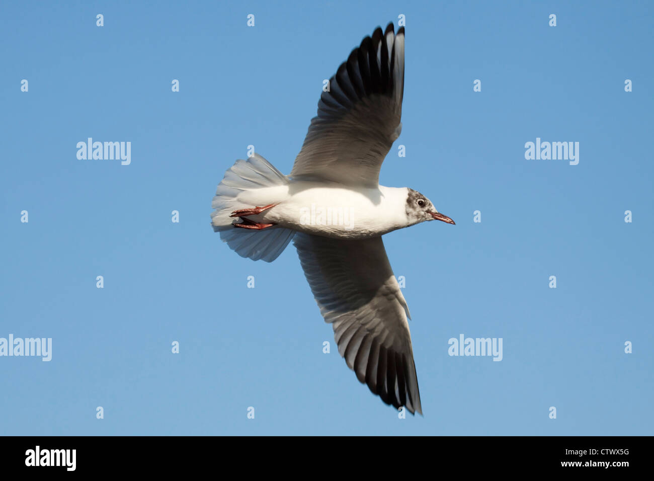 Black Headed Gull in flight Stock Photo