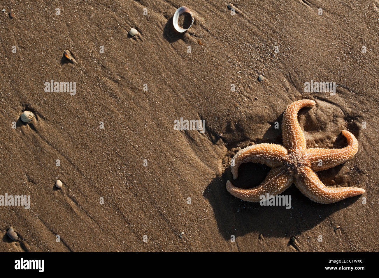 Common Starfish on a beach Stock Photo