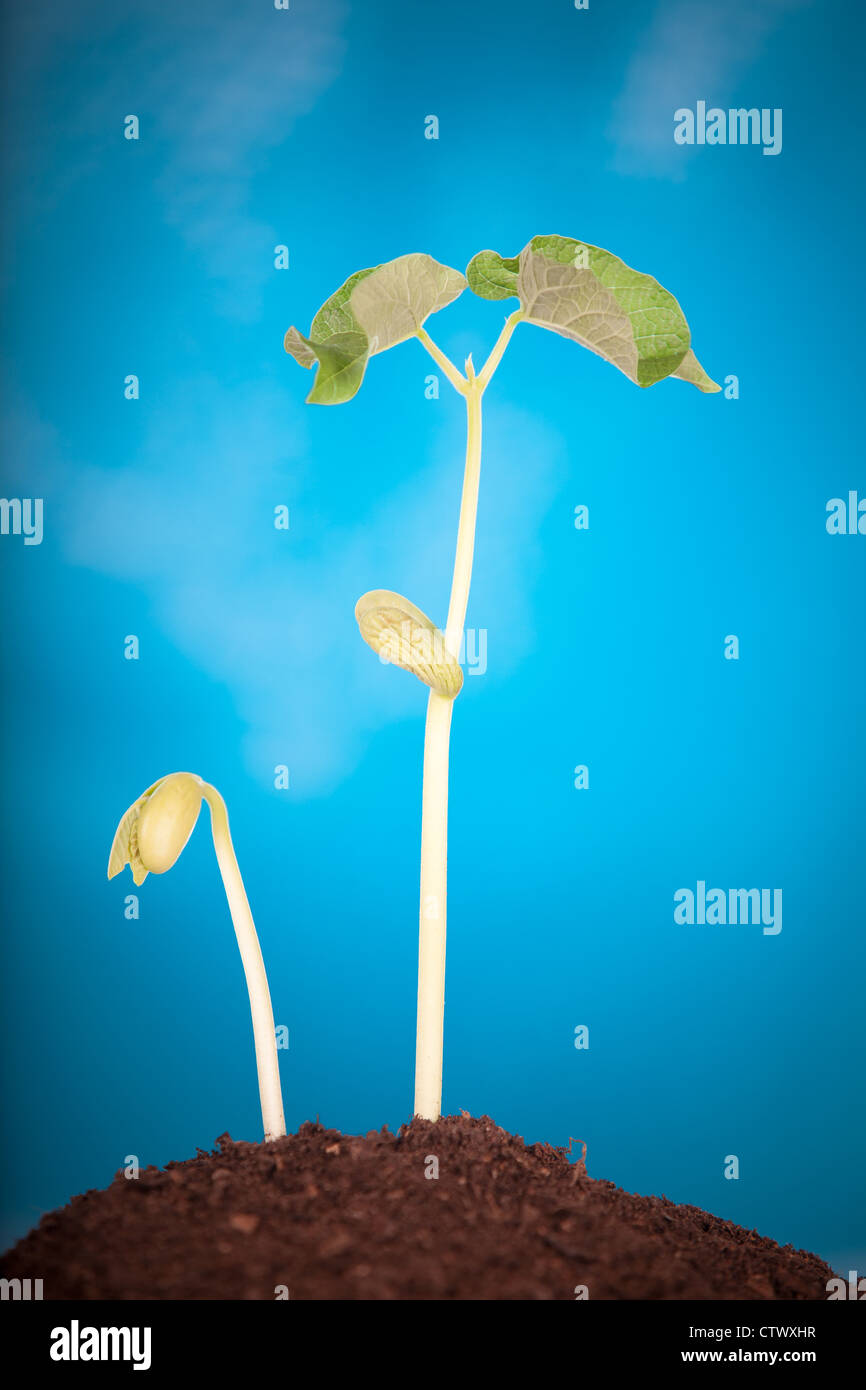 Early sprout hires stock photography and images Alamy