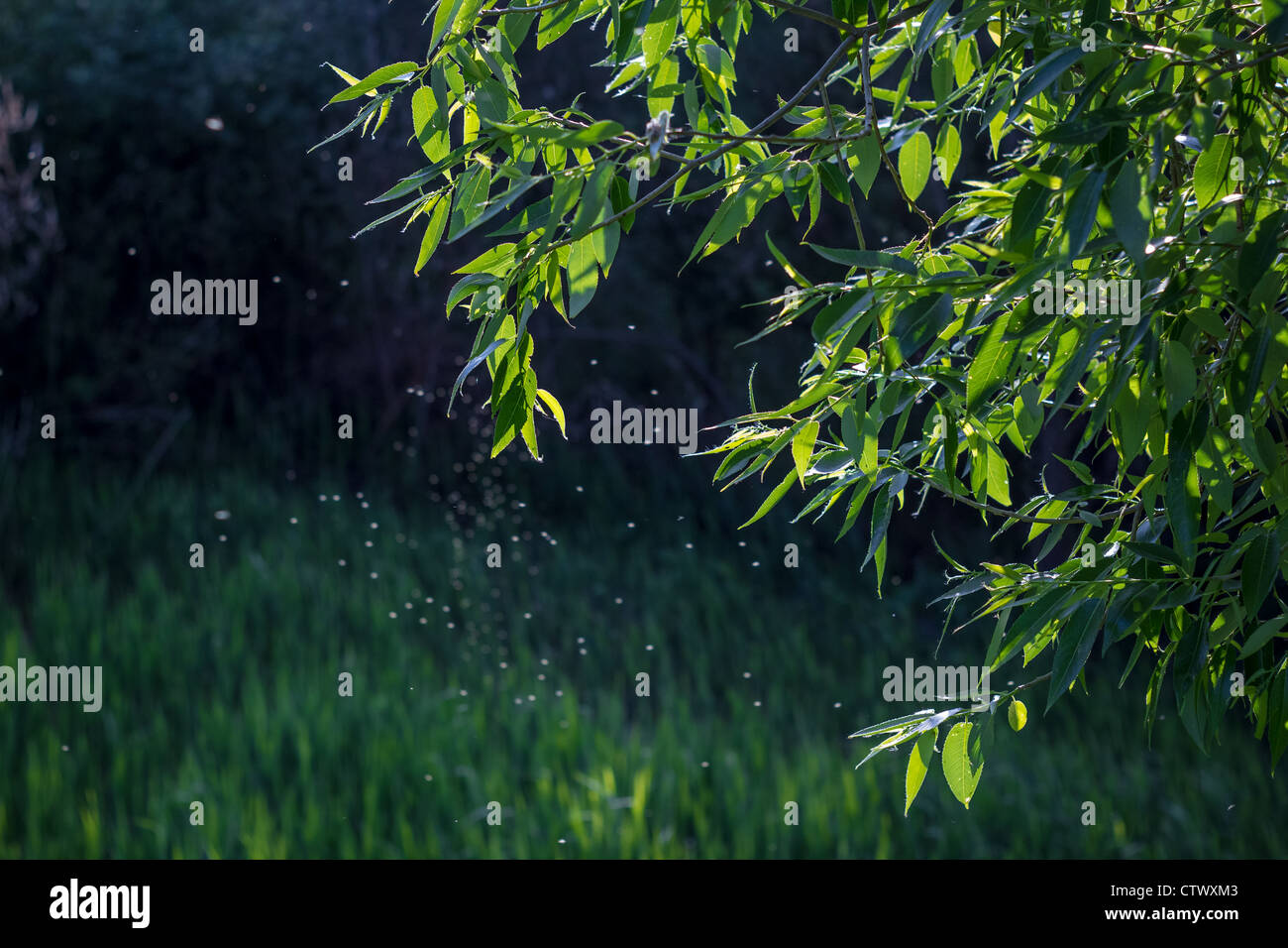 Branches of the willow and the pillar of mosquitoes in the rays of