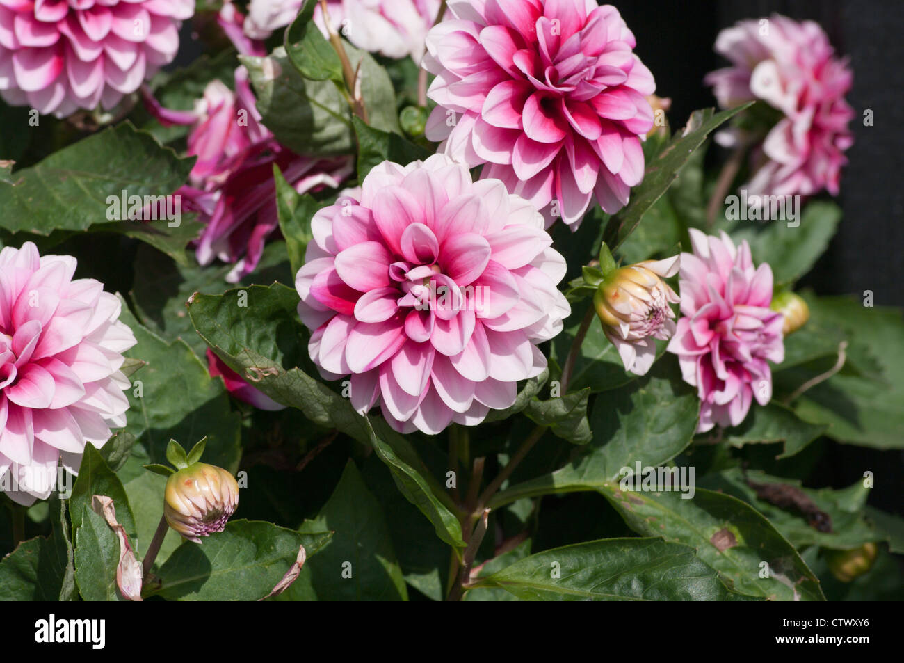 Pink and White Giant Dahlias Dahlia Stock Photo - Alamy