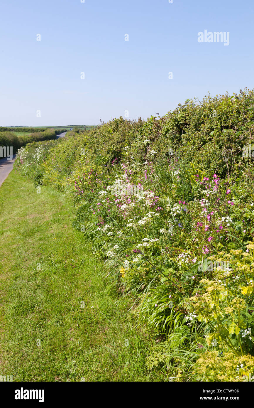 Wild hedgerow flowers hires stock photography and images Alamy