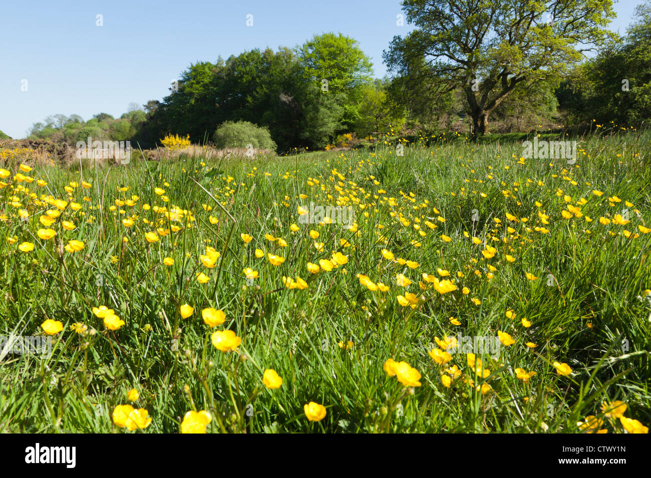 Buttercups flowering in a Dartmoor meadow at Postbridge, Devon, UK Stock Photo