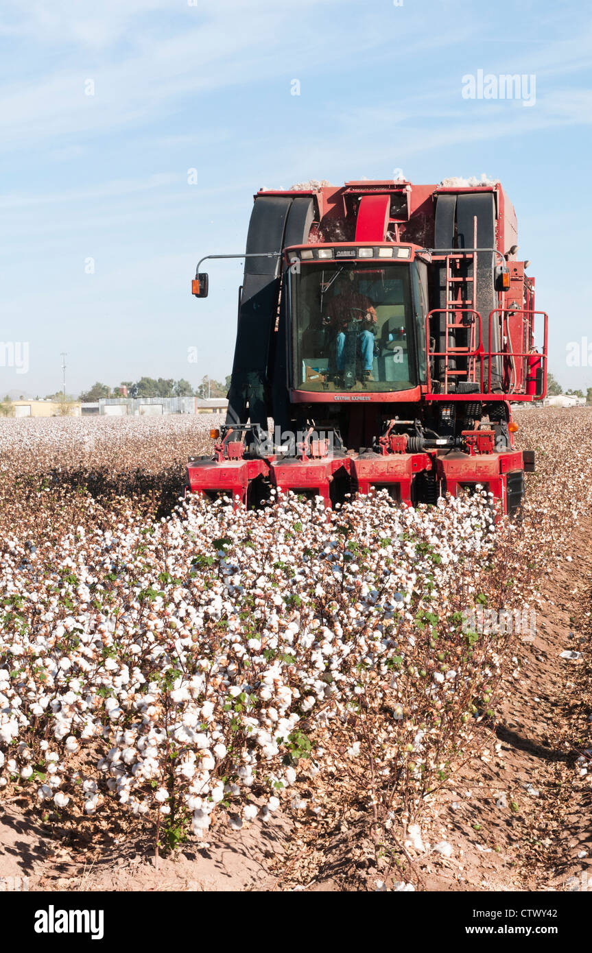 A cotton picker harvests defoliated cotton plants in a field in Arizona Stock Photo