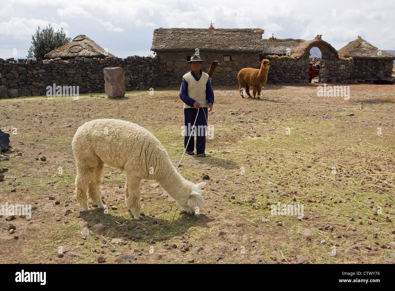 Man at his house near Puno with Alpaca Stock Photo - Alamy